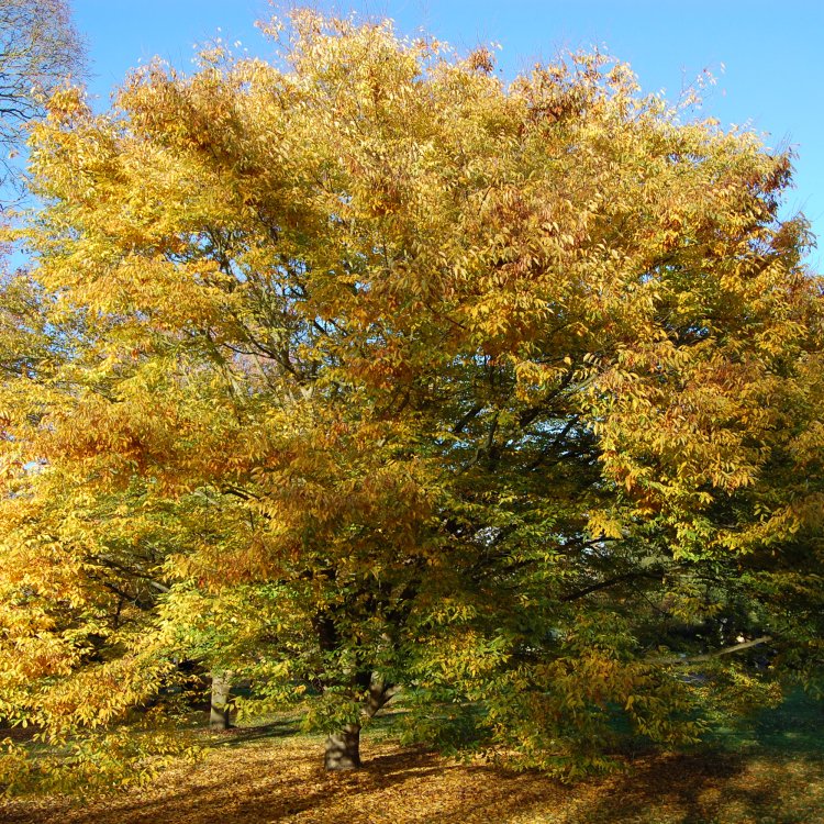Zelkova ostrolistá (Zelkova serrata) - výška 40-60 cm, kont. C3L